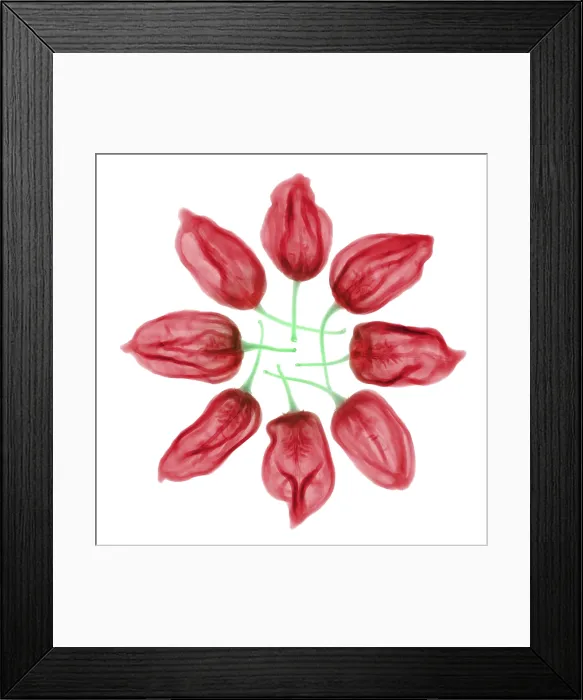 Framed Print : Habanero Chili Peppers, X-ray Framed Print : Habanero Chili Peppers, X-ray