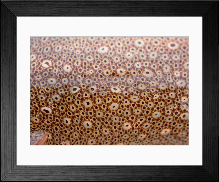 Framed Print : Squid Skin Framed Print : Squid Skin