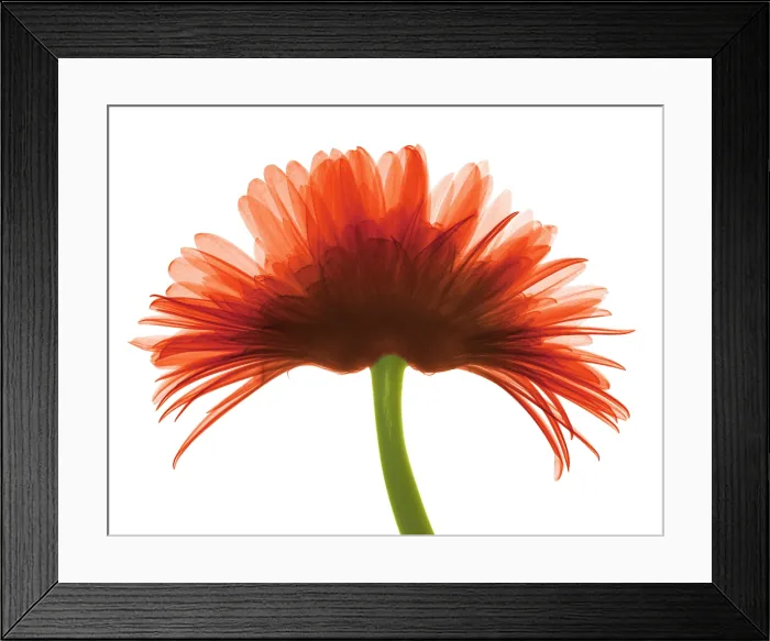 Framed Print : X-ray Gerber Daisy Framed Print : X-ray Gerber Daisy