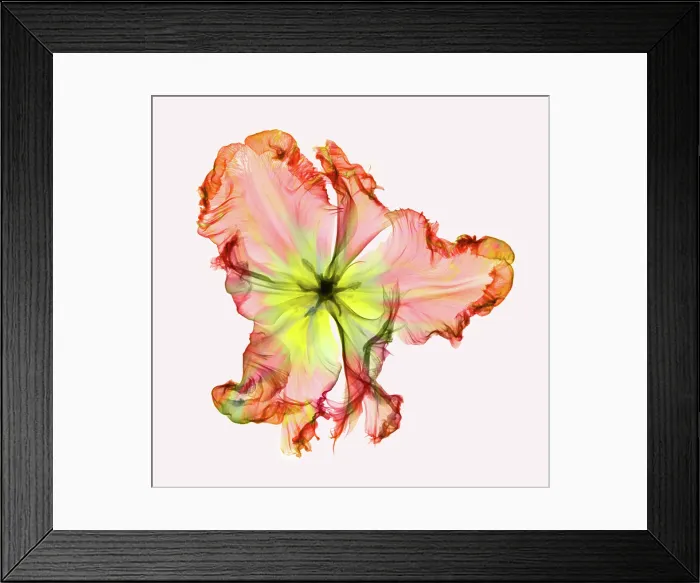 Framed Print : X-Ray of a Tulip Flower Framed Print : X-Ray of a Tulip Flower