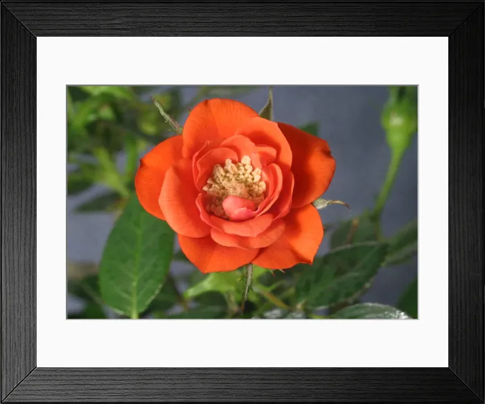 Framed Print : Red Rose blooming Framed Print : Red Rose blooming