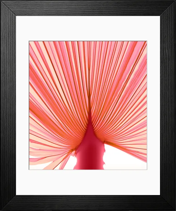 Framed Print : Palm Leaf, X-ray