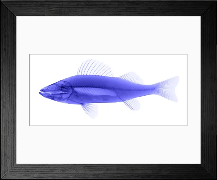Framed Print : An X-ray of Yellow Perch
