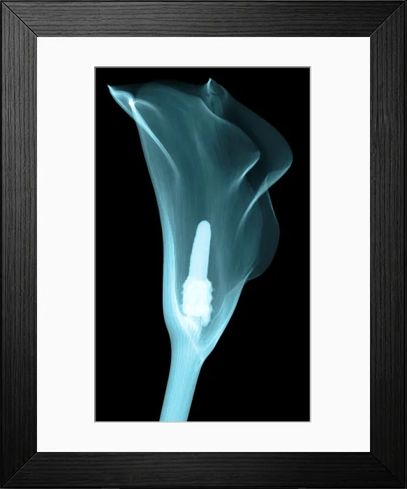 Framed Print : Calla Lily, X-ray Framed Print : Calla Lily, X-ray