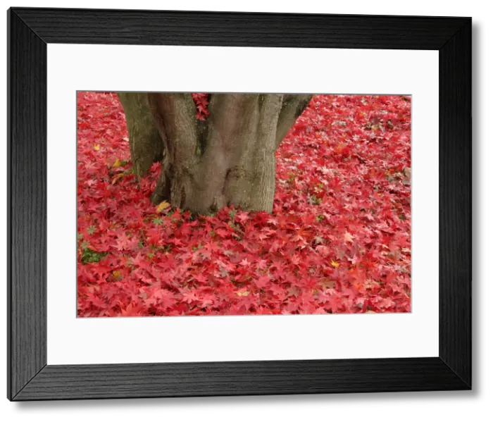 Framed Print : Japanese Red Maple Leaves