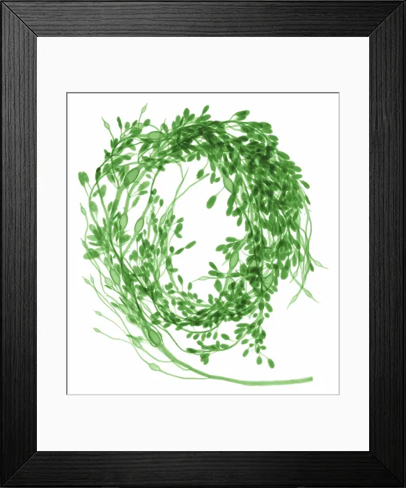 Framed Print : Rockweed Seaweed, X-ray Framed Print : Rockweed Seaweed, X-ray