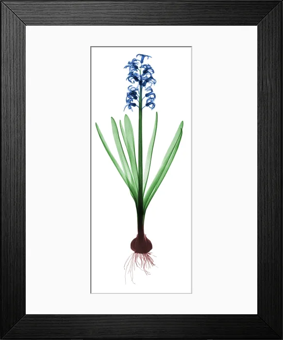 Framed Print : X-Ray of Hyacinth