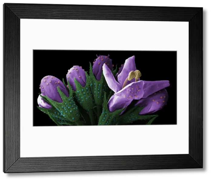 Framed Print : Peppermint Bud, under a microscope (SEM) Framed Print : Peppermint Bud, under a microscope (SEM)