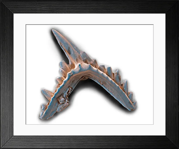 Framed Print : Conodont Tooth, under a microscope (SEM) Framed Print : Conodont Tooth, under a microscope (SEM)