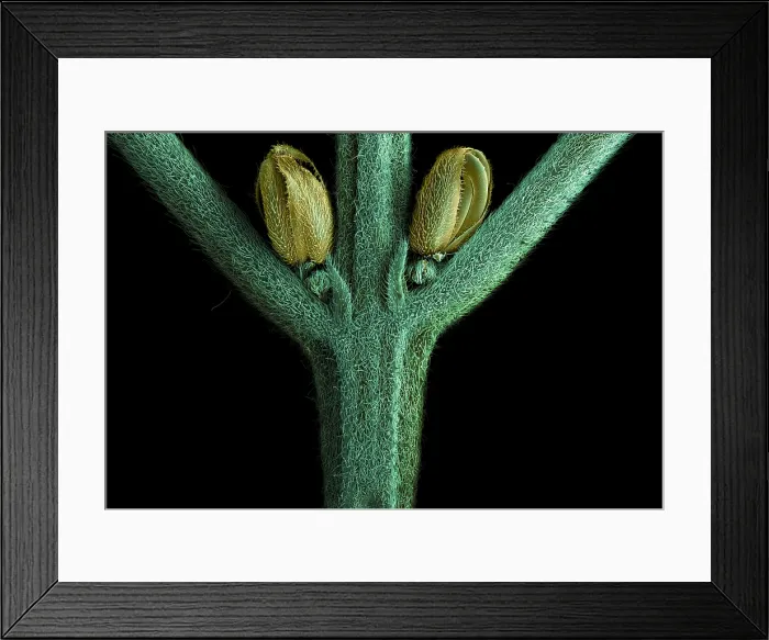 Framed Print : SEM Male Flower of Cannabis Plant Framed Print : SEM Male Flower of Cannabis Plant