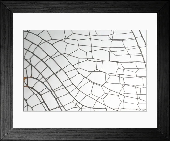 Framed Print : Springtime Darner dragonfly wing Framed Print : Springtime Darner dragonfly wing
