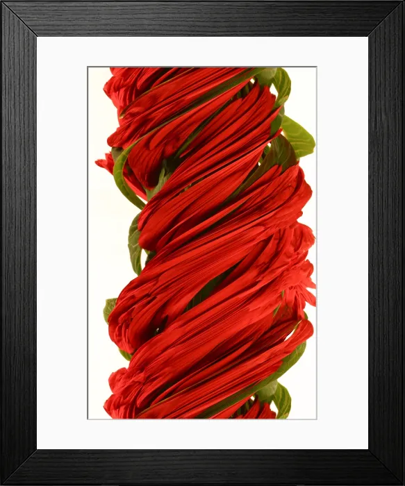 Framed Print : A digital streak image of a Pointsetta