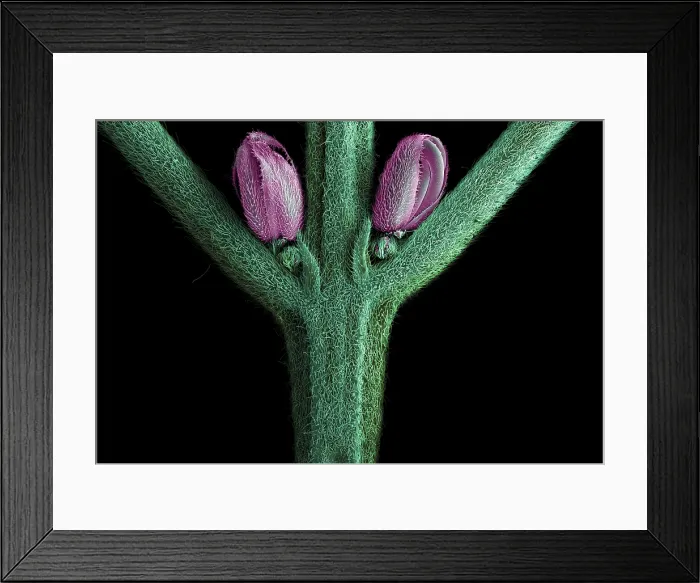 Framed Print : SEM Male Flower of Cannabis Plant Framed Print : SEM Male Flower of Cannabis Plant