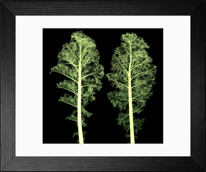 Framed Print : Kale, Brassica oleracea, X-ray Framed Print : Kale, Brassica oleracea, X-ray