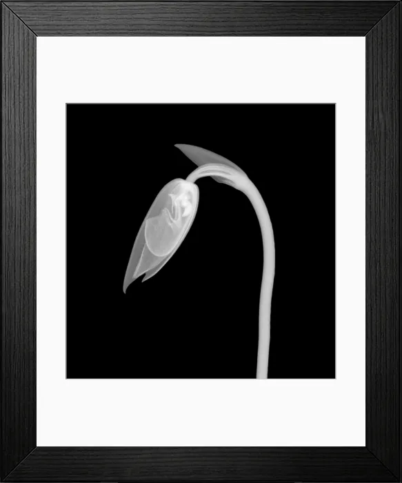 Framed Print : Orchid Flower Bud X-Ray