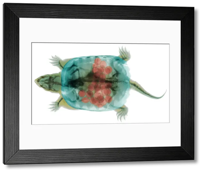 Framed Print : Snapping Turtle, X-Ray Framed Print : Snapping Turtle, X-Ray