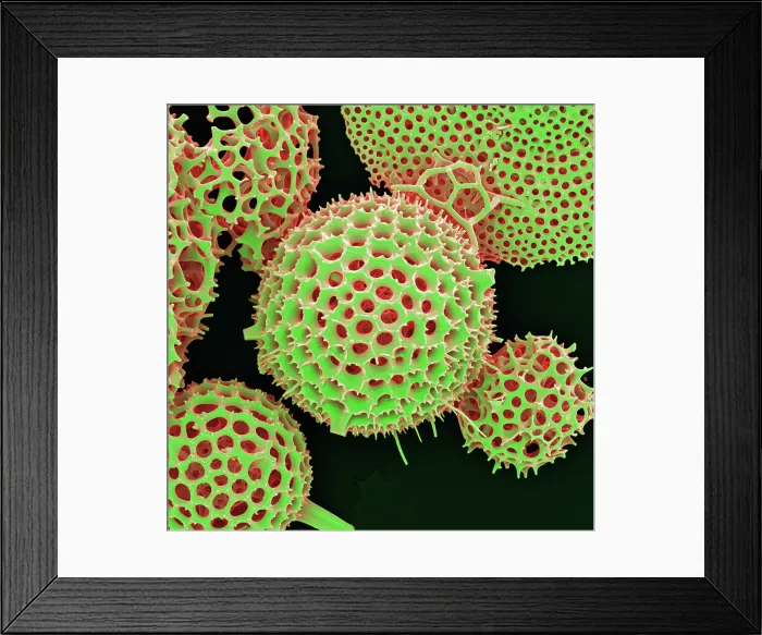 Framed Print : Radiolarian, scanning electron micrograph Framed Print : Radiolarian, scanning electron micrograph