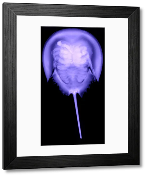 Framed Print : Horseshoe Crab Framed Print : Horseshoe Crab