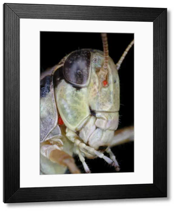 Framed Print : Grasshopper with parasitic mite Framed Print : Grasshopper with parasitic mite