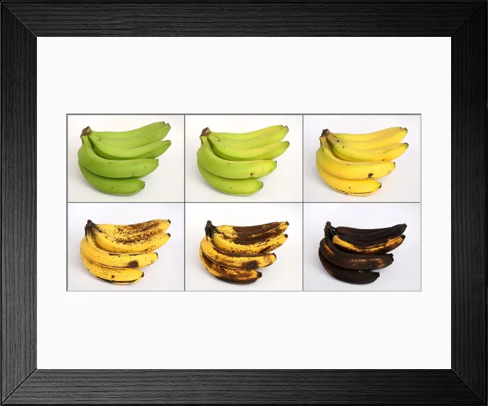 Framed Print : Banana Ripening Sequence Framed Print : Banana Ripening Sequence