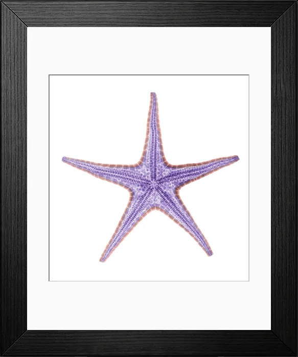 Framed Print : X-ray of Starfish