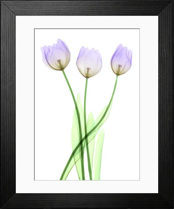 Framed Print : Tulips, X-ray