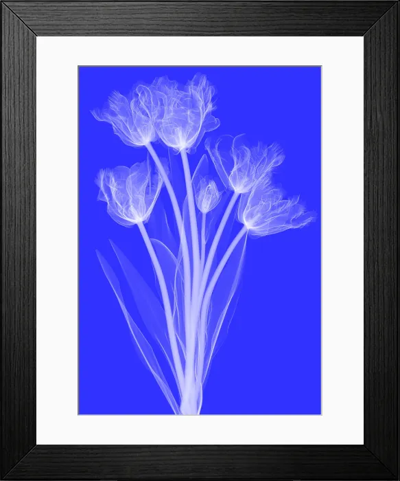 Framed Print : Tulips, X-ray Framed Print : Tulips, X-ray