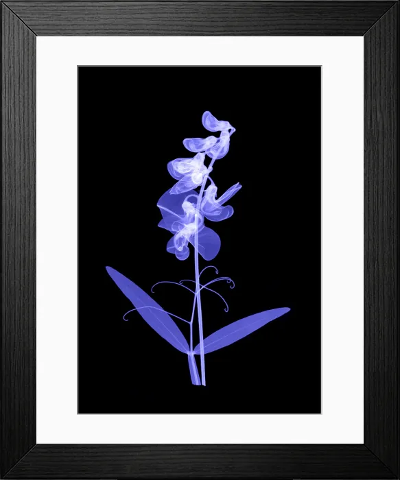 Framed Print : An X-ray of Sweet pea flowers Framed Print : An X-ray of Sweet pea flowers