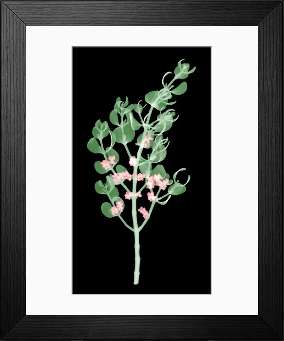 Framed Print : Pacific Mistletoe, Phoradendron villosum, X-ray