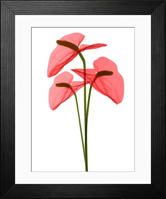 Framed Print : Anthurium Flowers, X-ray Framed Print : Anthurium Flowers, X-ray