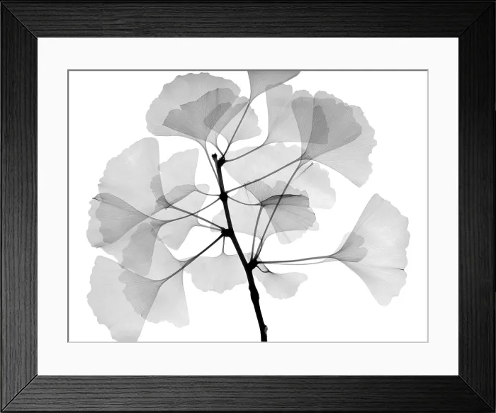 Framed Print : An x-ray of ginko leaves Framed Print : An x-ray of ginko leaves