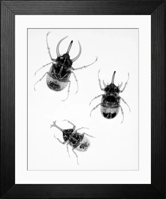 Framed Print : Three Beetles X-Ray Framed Print : Three Beetles X-Ray