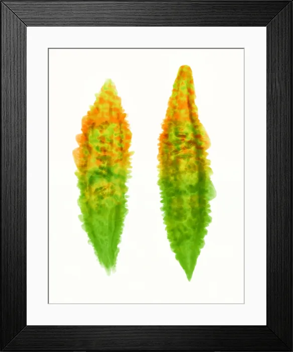 Framed Print : Bitter Melon Fruit, X-ray Framed Print : Bitter Melon Fruit, X-ray