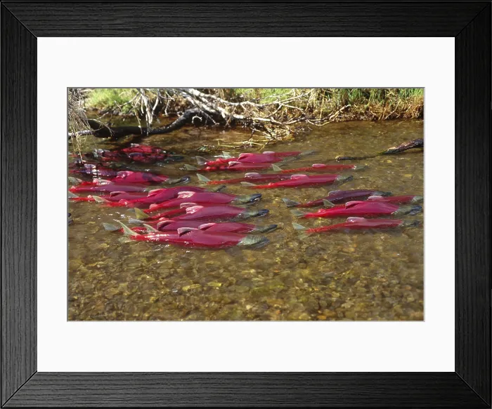 Framed Print : Spawning Sockeye Salmon