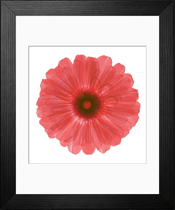 Framed Print : Zinnia Flower, X-ray