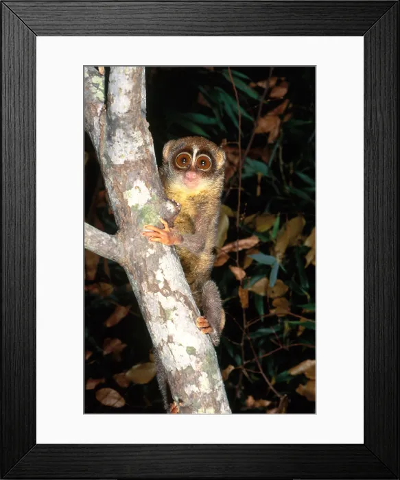 Framed Print : Slender Loris