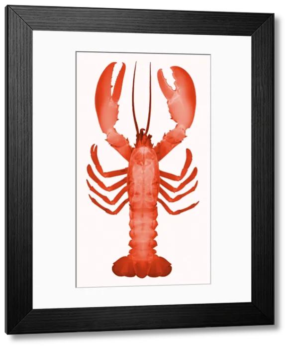 Framed Print : American Lobster, X-ray Framed Print : American Lobster, X-ray