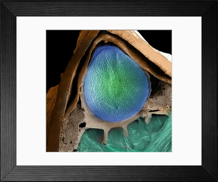 Framed Print : Cannabis Seed, scanning electron micrograph Framed Print : Cannabis Seed, scanning electron micrograph