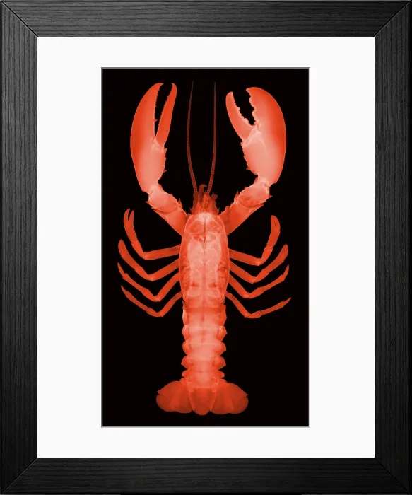Framed Print : American Lobster, X-ray Framed Print : American Lobster, X-ray