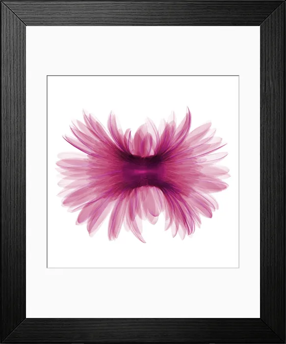 Framed Print : X-ray Gerber Daisy Framed Print : X-ray Gerber Daisy