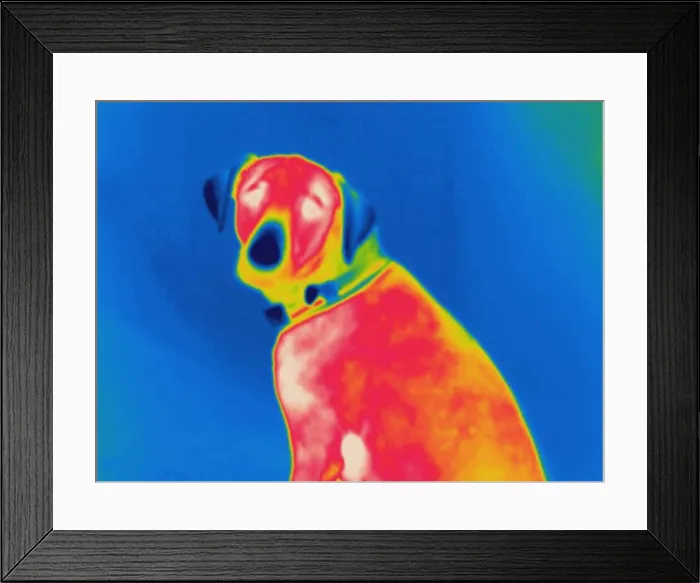 Framed Print : Thermogram of a dog Framed Print : Thermogram of a dog