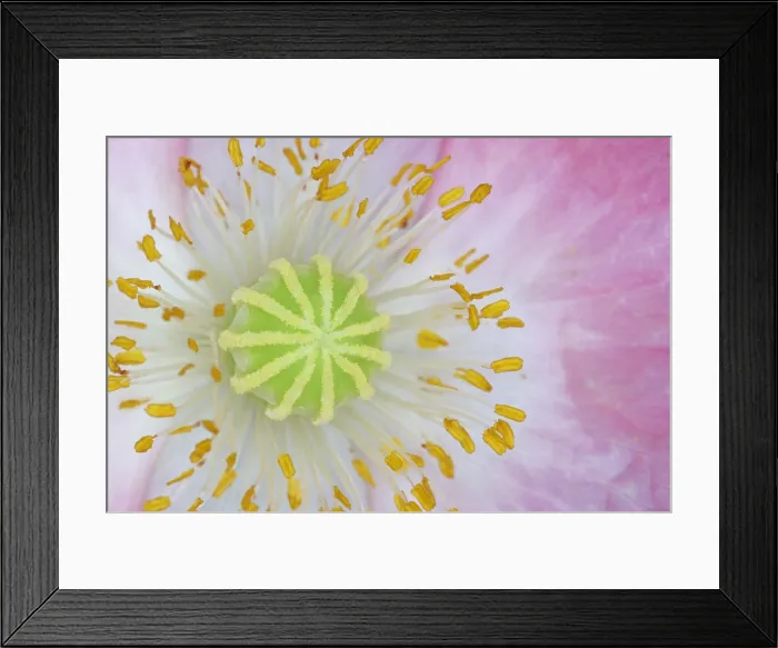 Framed Print : Ornamental Poppy Framed Print : Ornamental Poppy