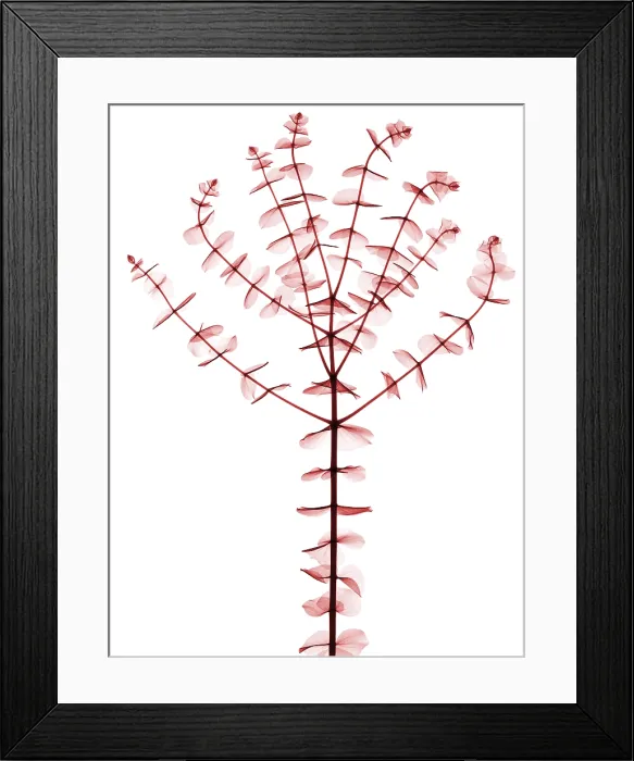 Framed Print : Eucalyptus, X-ray Framed Print : Eucalyptus, X-ray