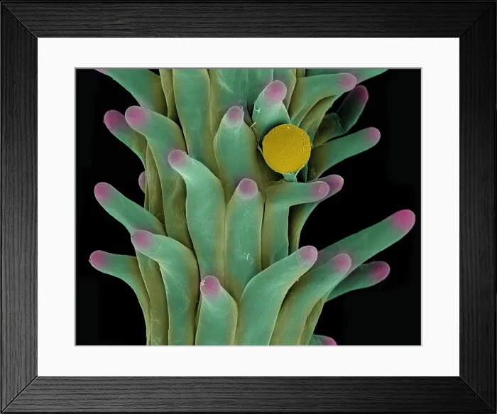 Framed Print : Cannabis Pollen in Stigma Framed Print : Cannabis Pollen in Stigma