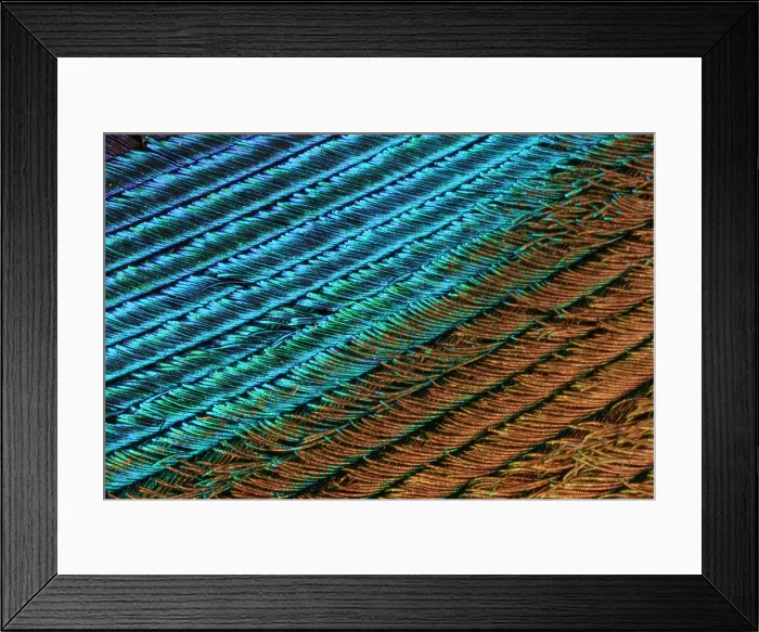 Framed Print : Peacock Feather Framed Print : Peacock Feather