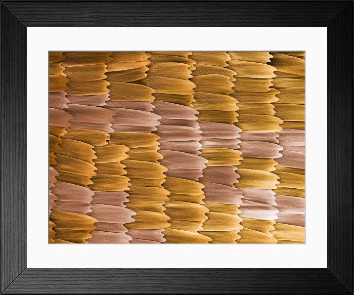 Framed Print : Monarch Butterfly Scales, under a microscope (SEM) Framed Print : Monarch Butterfly Scales, under a microscope (SEM)