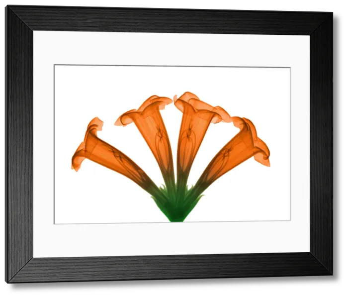 Framed Print : Trumpet Vine, X-ray Framed Print : Trumpet Vine, X-ray