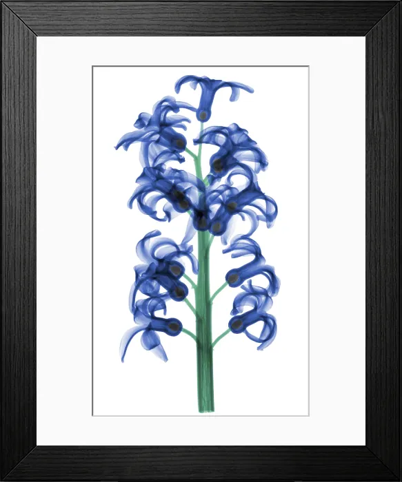 Framed Print : X-Ray of Hyacinth