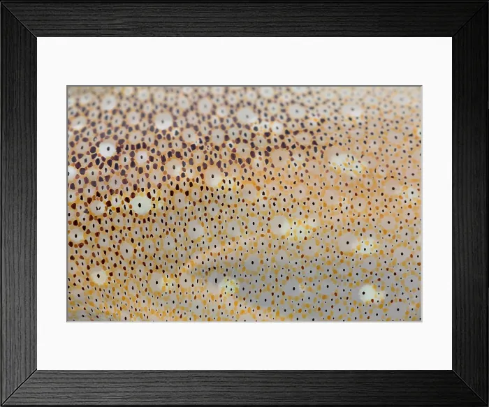 Framed Print : Squid Skin Framed Print : Squid Skin