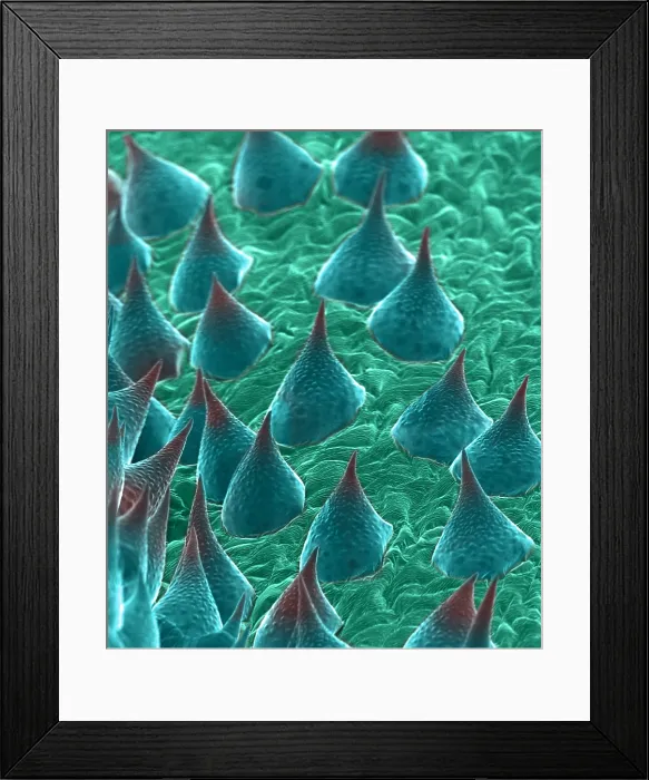 Framed Print : Marijuana, Cannabis sativa, scanning electron micrograph